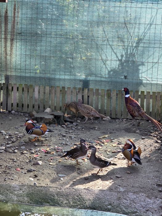 Fazani izabel si comuni