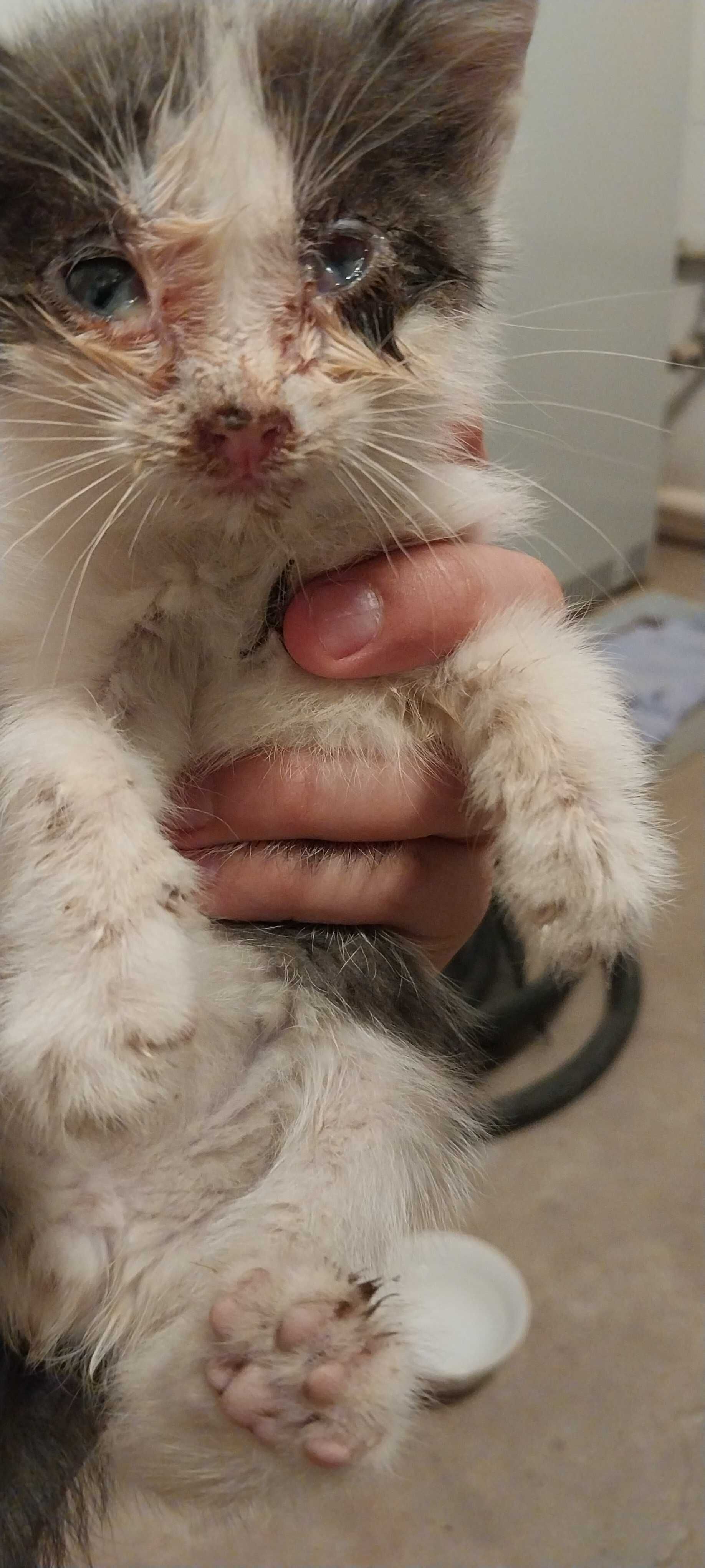 Спасите котика пажалуста