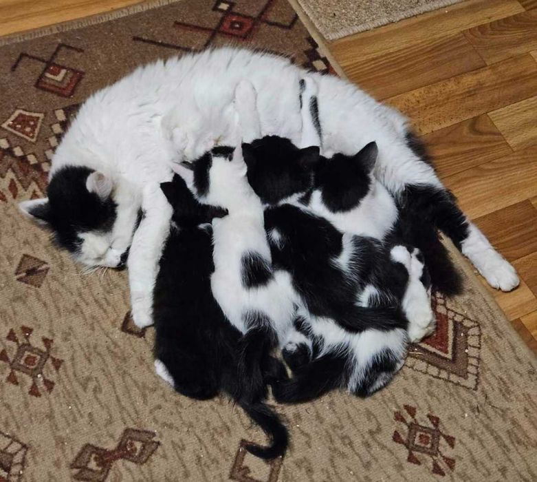 Подарявам мъжко коте