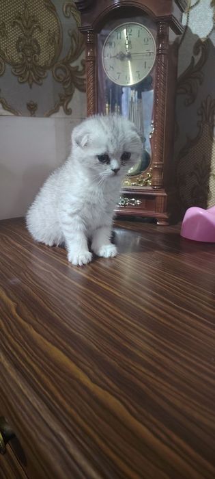 Serebristiy shinshila malchik