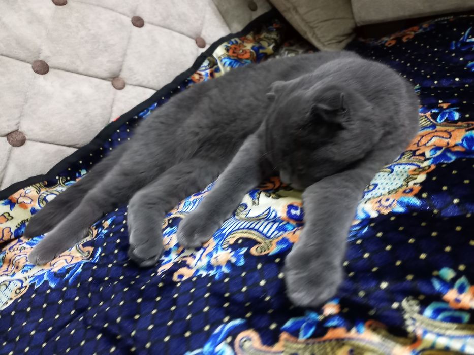 Продаем шотландского вислоухого кота( Scottish Fold)