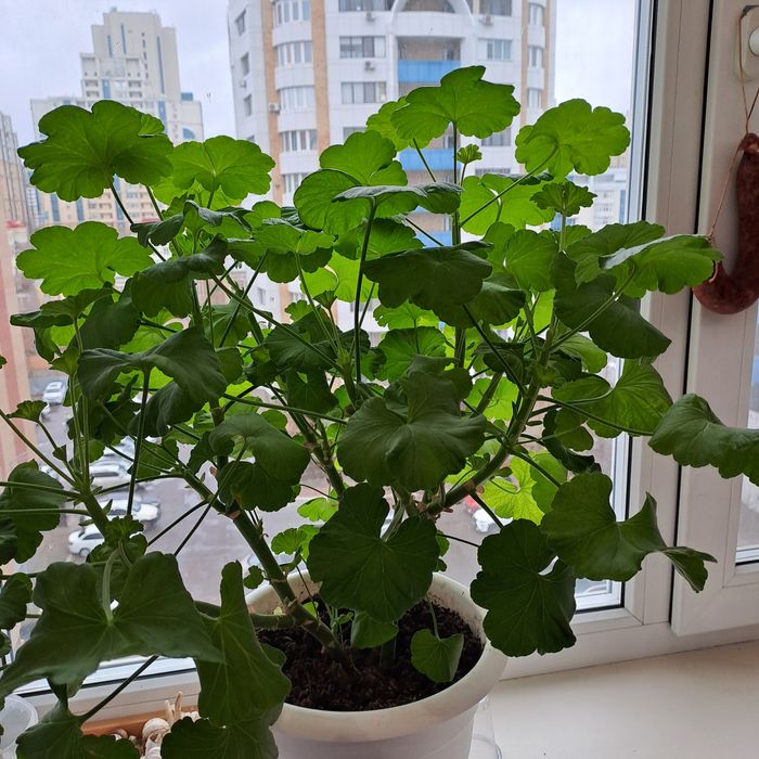 Продам отростки герани