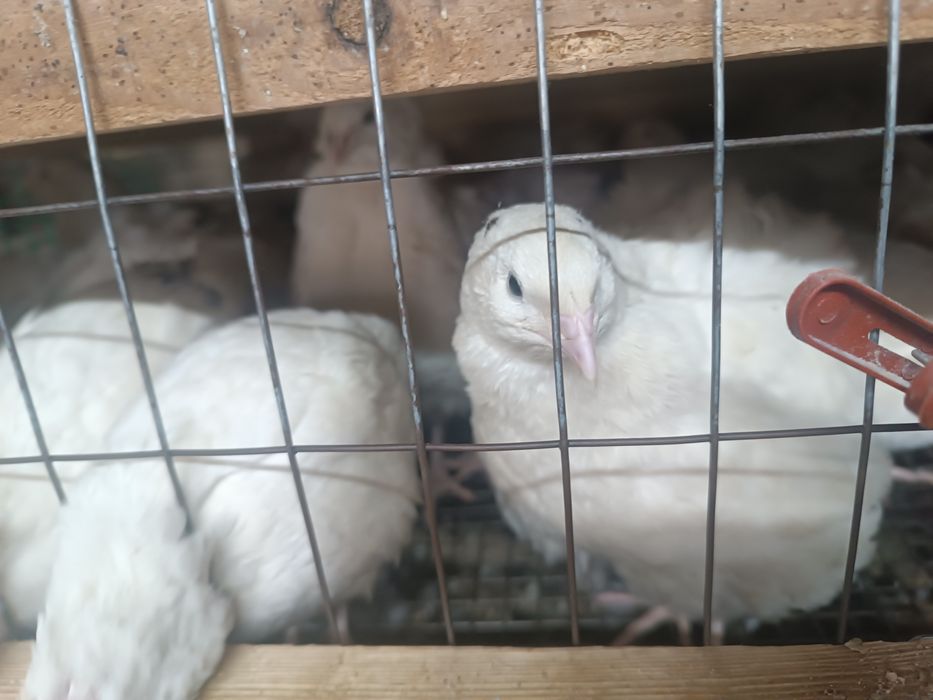 Продам яйцо инкубационое перепелиное