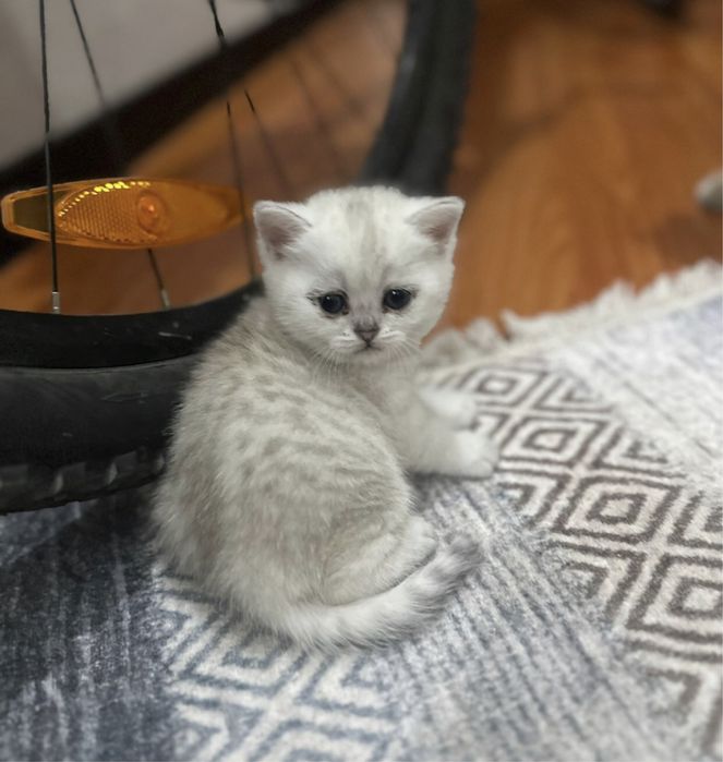 Очаровательные шотландские котята ждут своих любящих хозяев