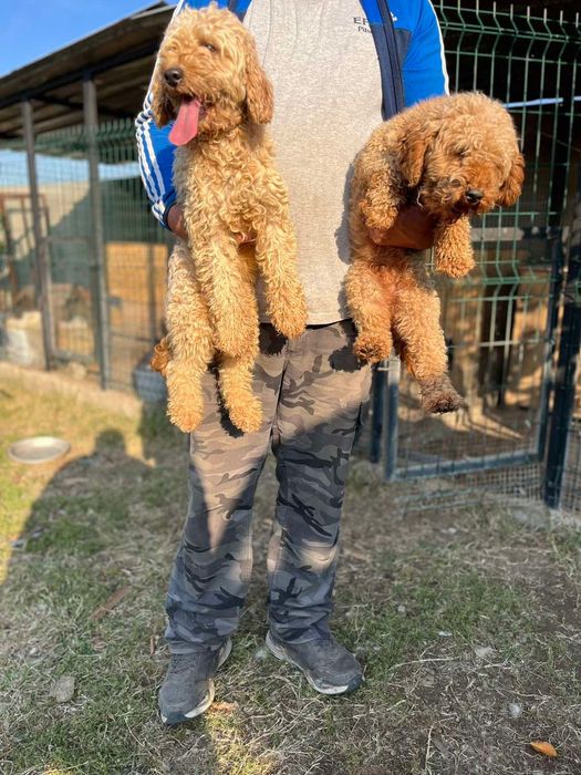 Мини пудели -  родители