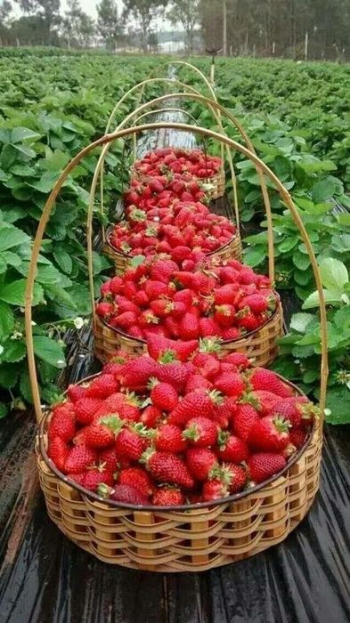 Căpșuni Urcatori Rosi