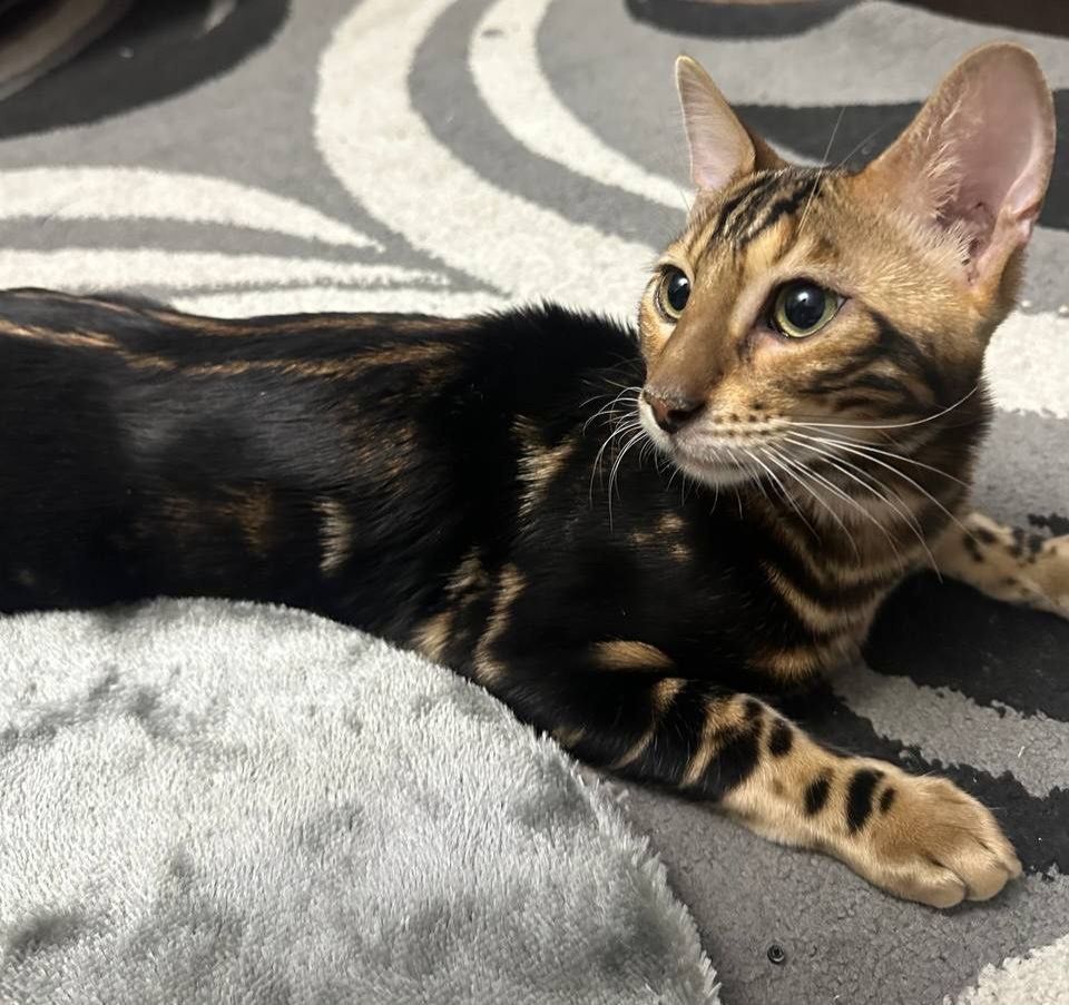 Котята бенгальские