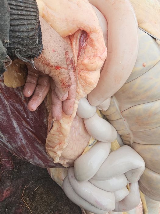 Семіз жабағы тайлар сатам Соғымға