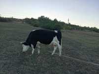 Vând vacă,rasa holstein