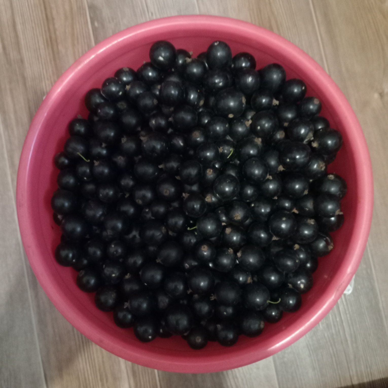 Продам чёрную крупную сортовую смородину