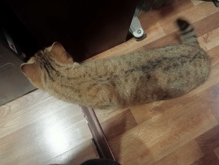 Кошечка породистая, ДОБРЫЕ РУКИ