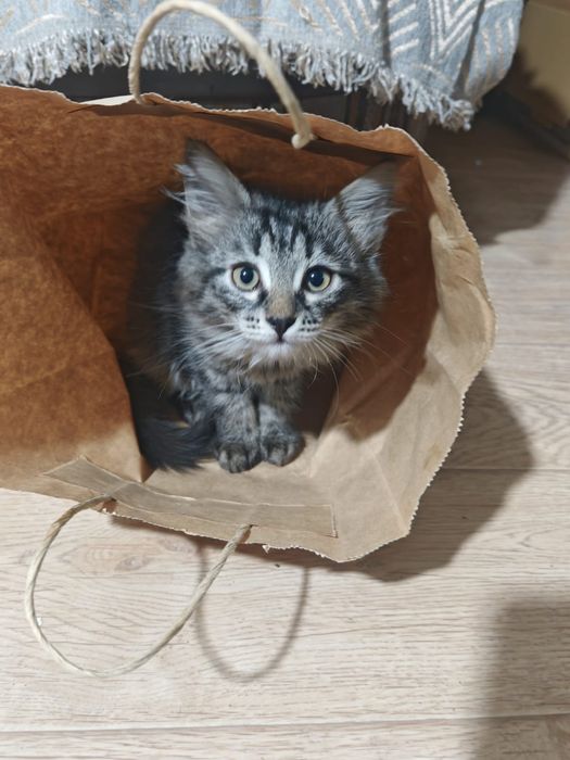 Мейн кун котёнок срочно!