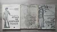 ATLAS DE ANATOMIE UMANA - Mircea Ifrim (3 volume)
