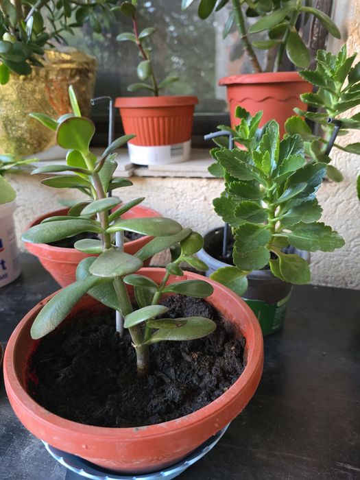 Planta banilor ,Crasuela