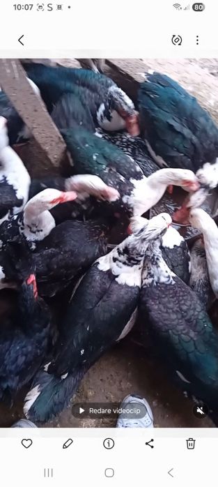 Vand rate crescute cu bucate