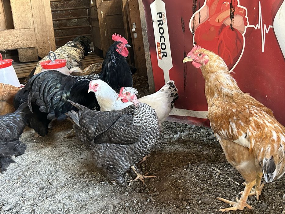 Pasari de curte , gaste , rate si gaini