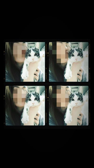 Кот отдам в хорошие руки т