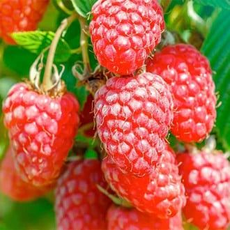 Arbusti fructiferi  soiuri de  mur  Rosu