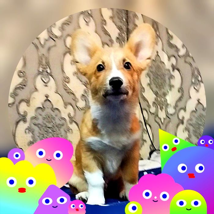 В продаже мальчик вельш пемброк корги