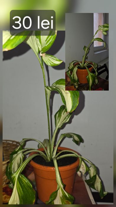 Flori/plante de cameră