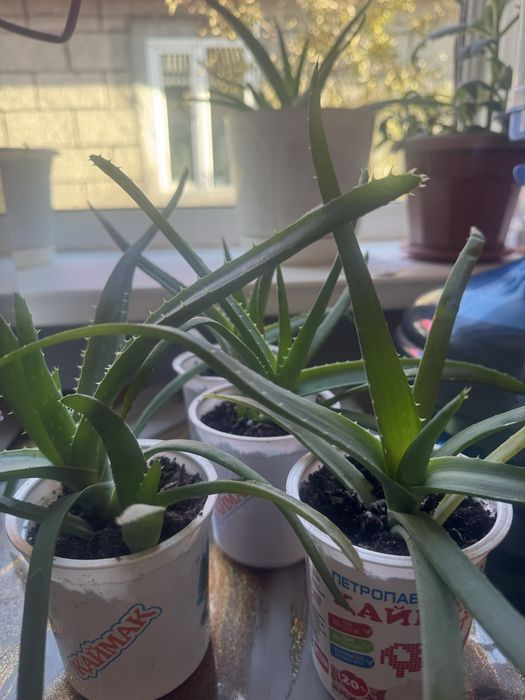 Алоэ вера(1 месяц)