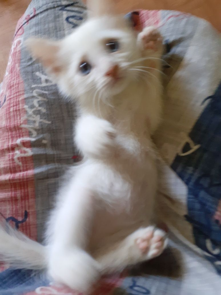 Котёнок мальчик 1,5 месяца