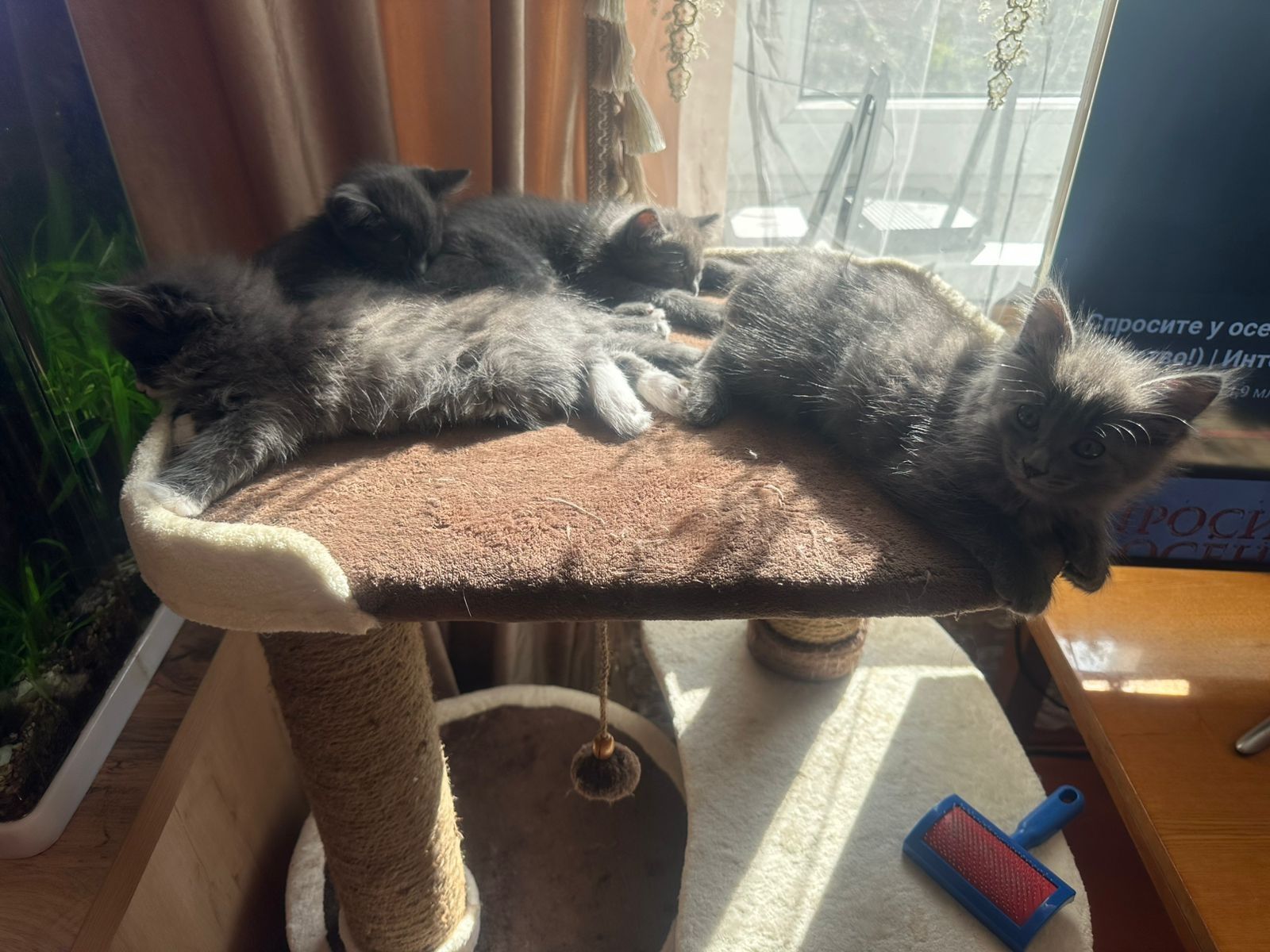 Котята приучены к лотку