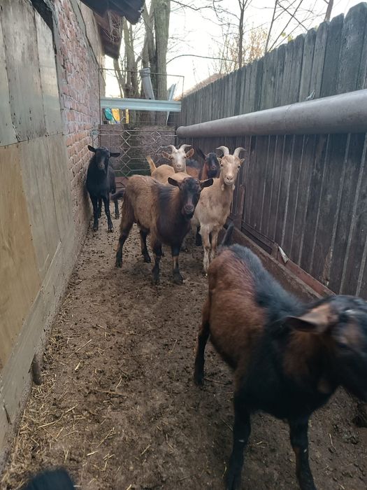 Țapi alpini de vânzare