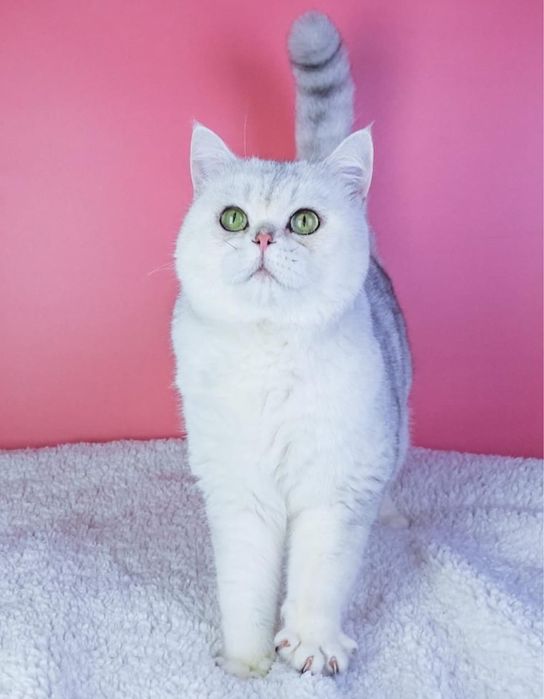 Вязка, случка кота