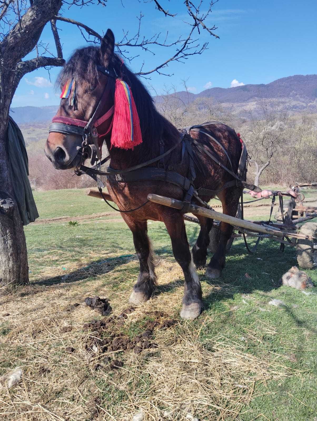 Vand  sau schimb cu oi armasar de 2,5 ani garantat de tras