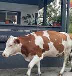 Vaca baltata romaneasca