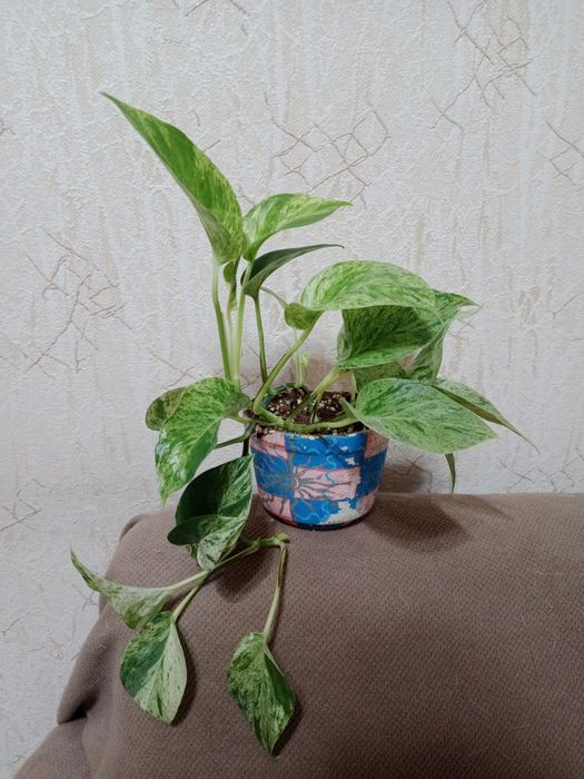 Комнатные цветы Эпипремиум