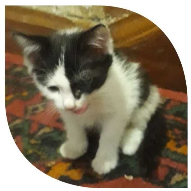 Котята от кошки мышеловки