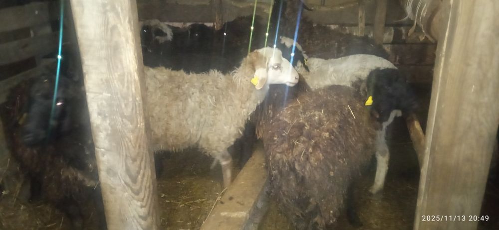 Продам годовалых ярок в количестве 14 штук