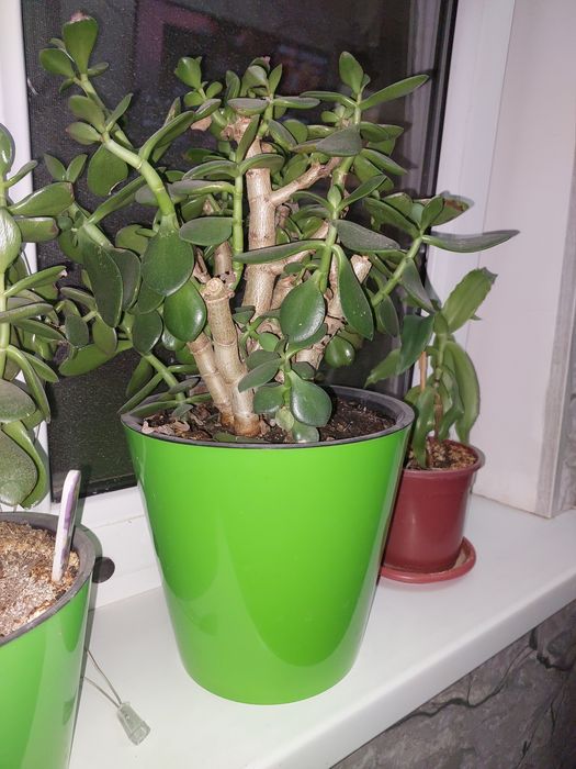 Денежное дерево (толстянка), рео построен.