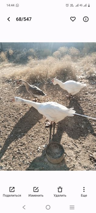 Продаеться Холмагор помесь гуси