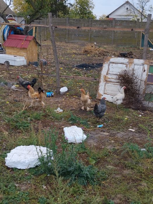 Vând ce se vede în poze