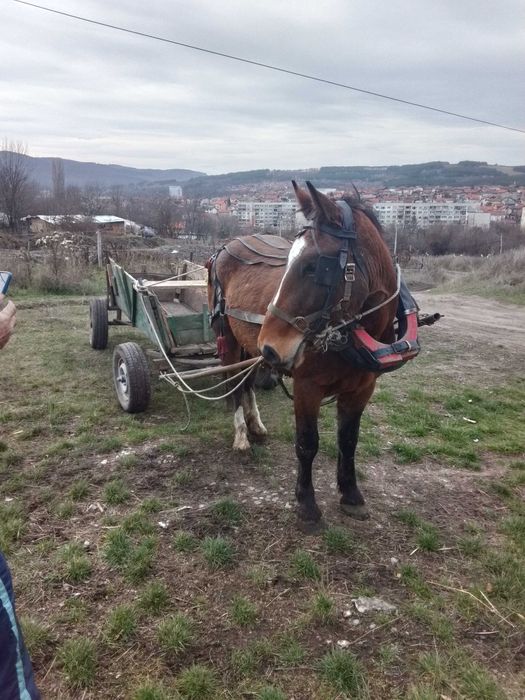 Продава се ждребец
