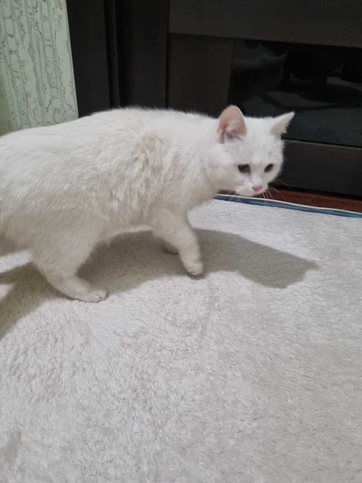 Срочно отдам даром потеряшка!!!