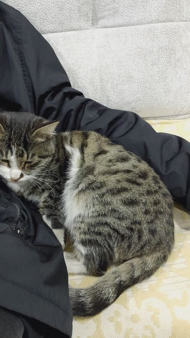 Котенок нуждается в заботе