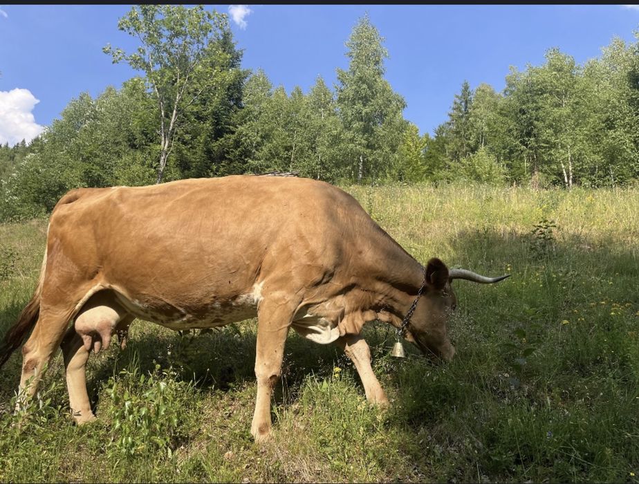 Vand vaca buna de lapte, cu vitel baltat de o luna