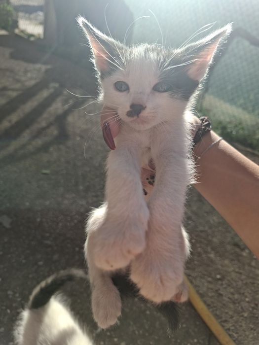 5 сладки котенца търсят нов любящ дом