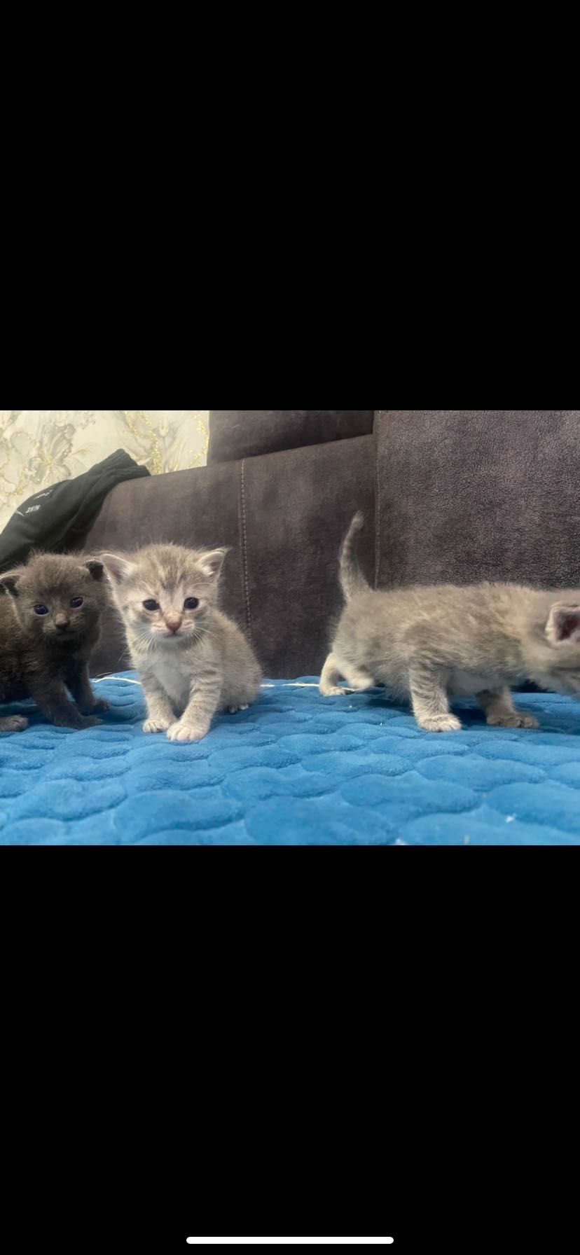 Продам животных животных