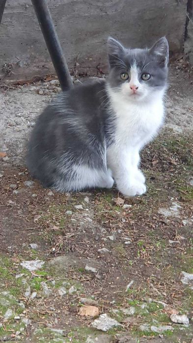 Три пухкави съкровища търсят дом!