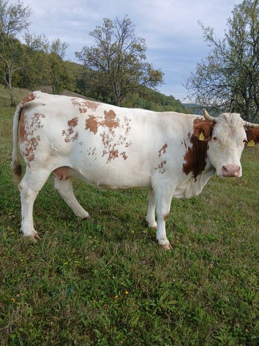 Vaca baltata de vanzare