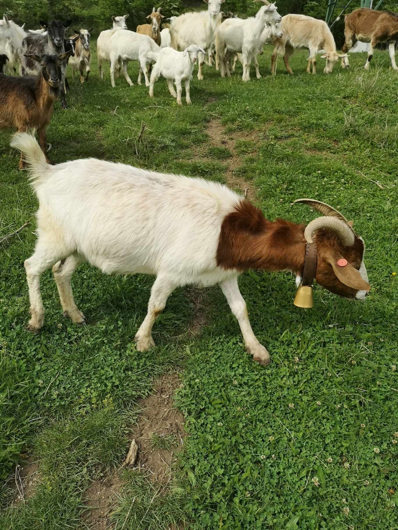 Capra boer de carne