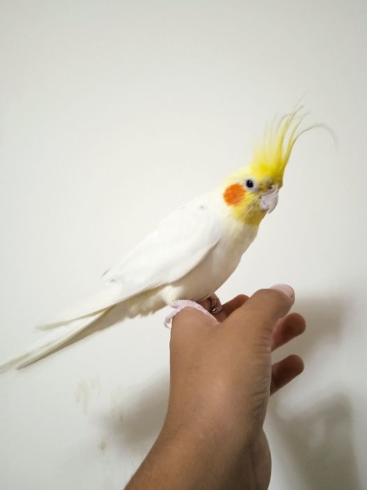 Карелла ручной попугай