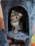 Отдам котят в хорошие руки (британцы)