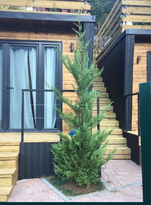 Tuia Smarald / Smaragd / Leylandii