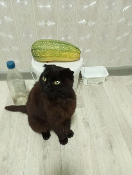 Срочно веслоухая кошечка